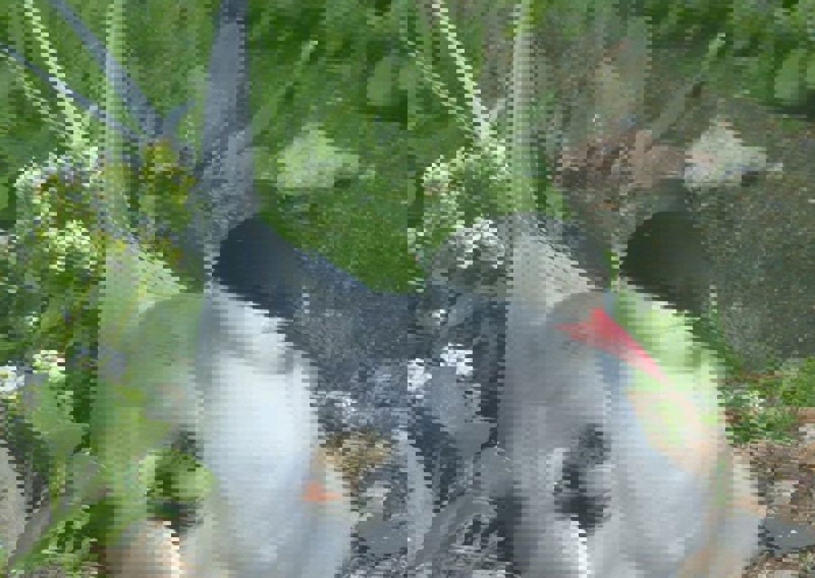 vn-large-Tern-chick.jpg