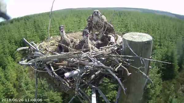 2018 marks a decade of Ospreys breeding at Kielder