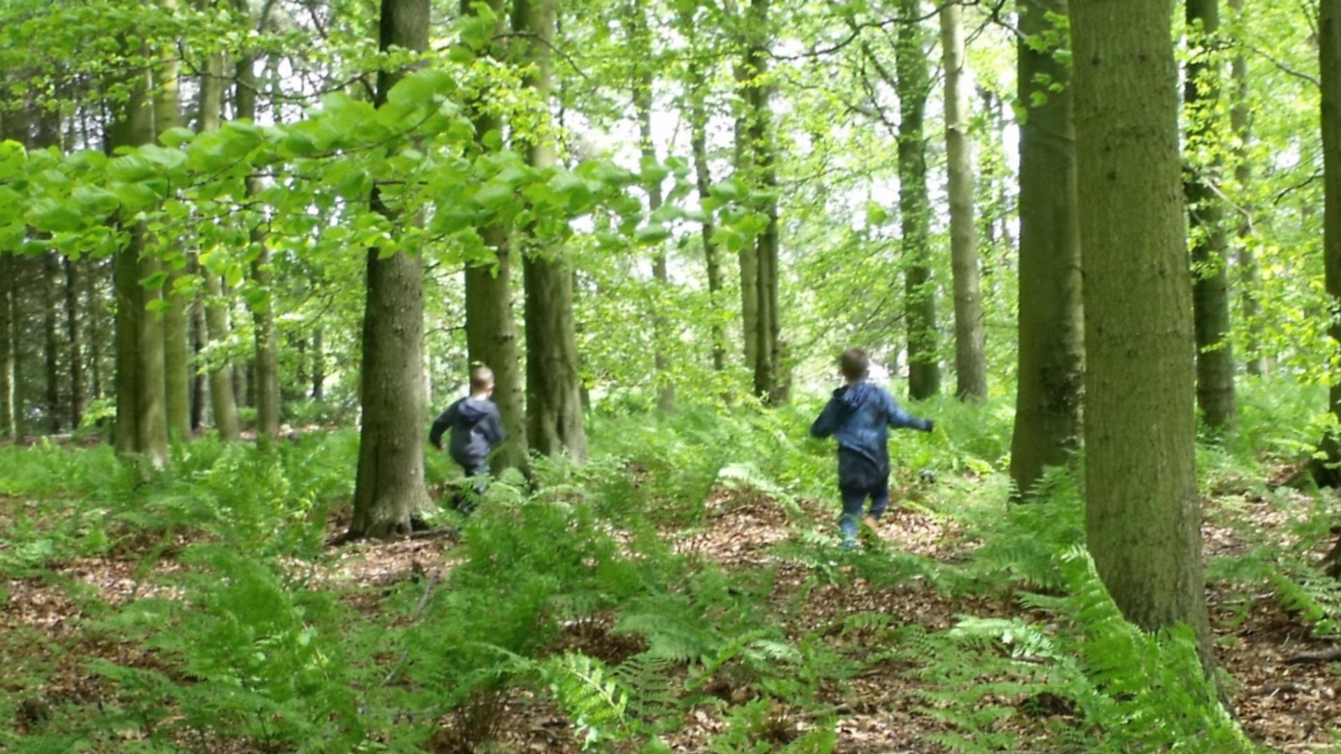 NE Tree Planting Event