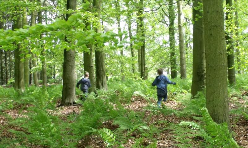 NE Tree Planting Event