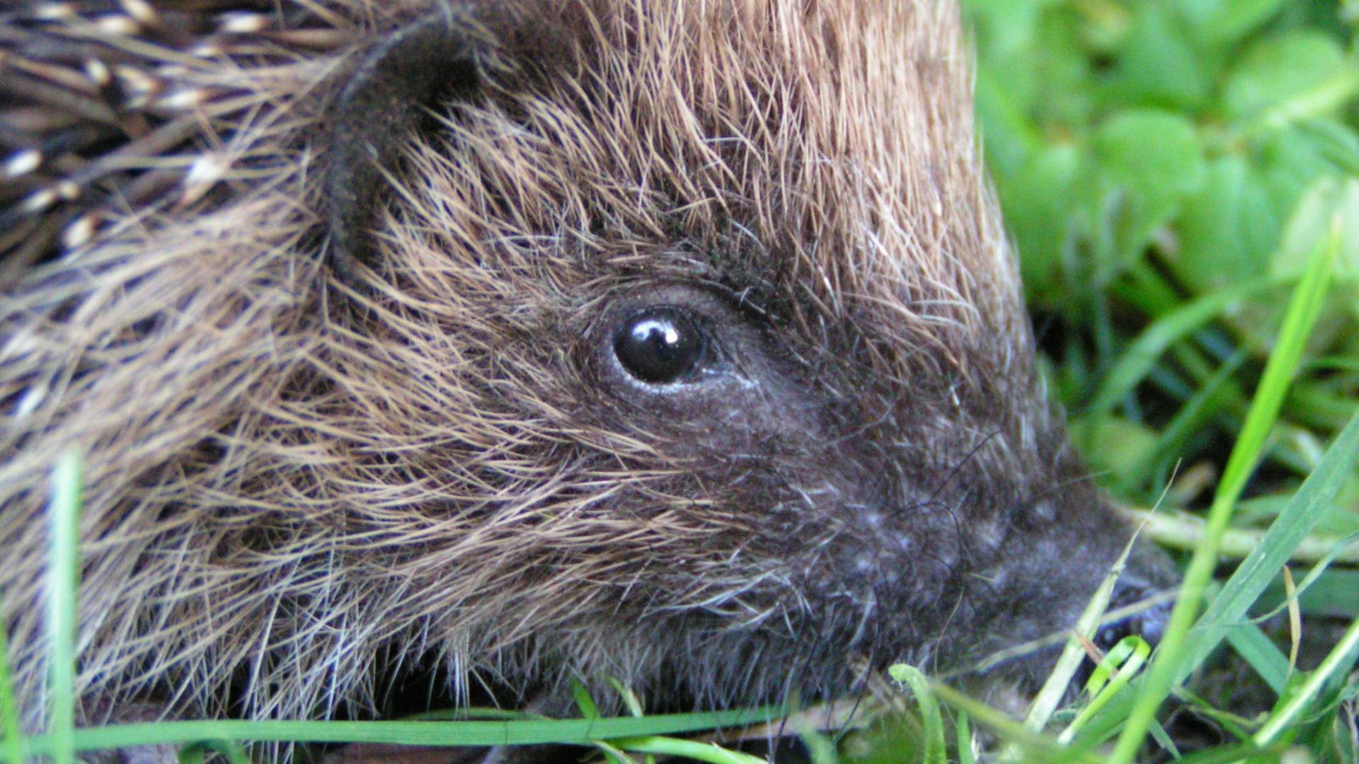 Hedgehog