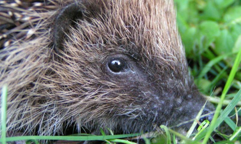 Hedgehog