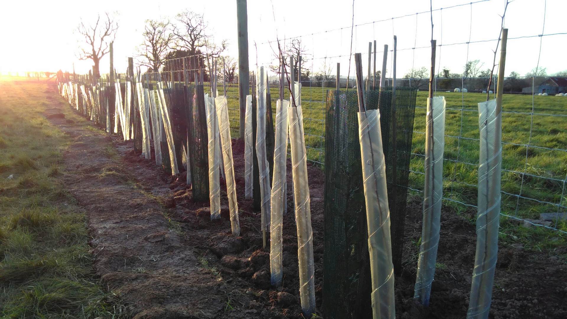 Tree Planting