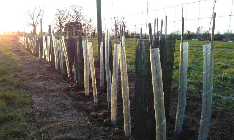 Tree Planting