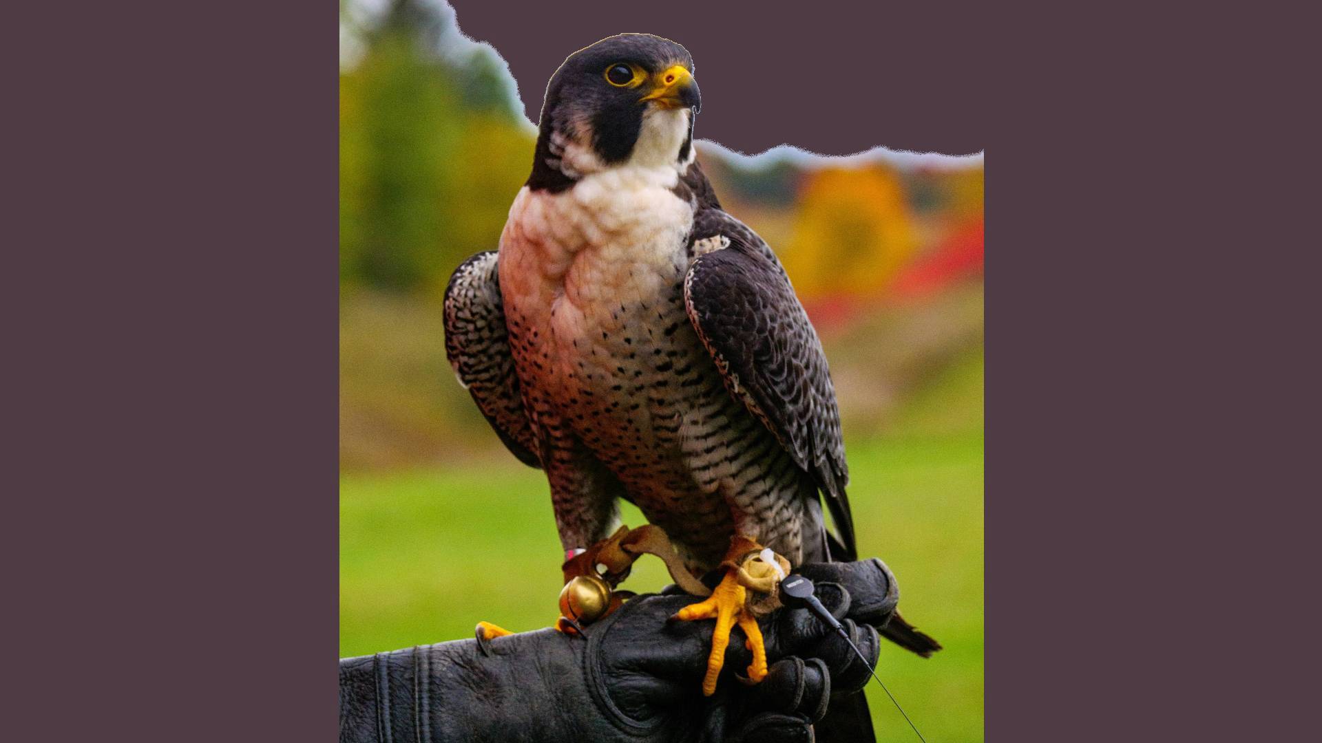 Alnwick Castle Falconry