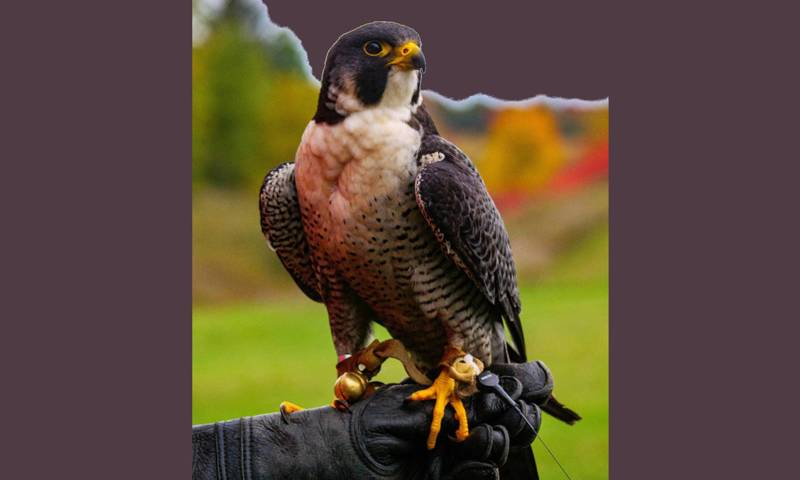 Alnwick Castle Falconry