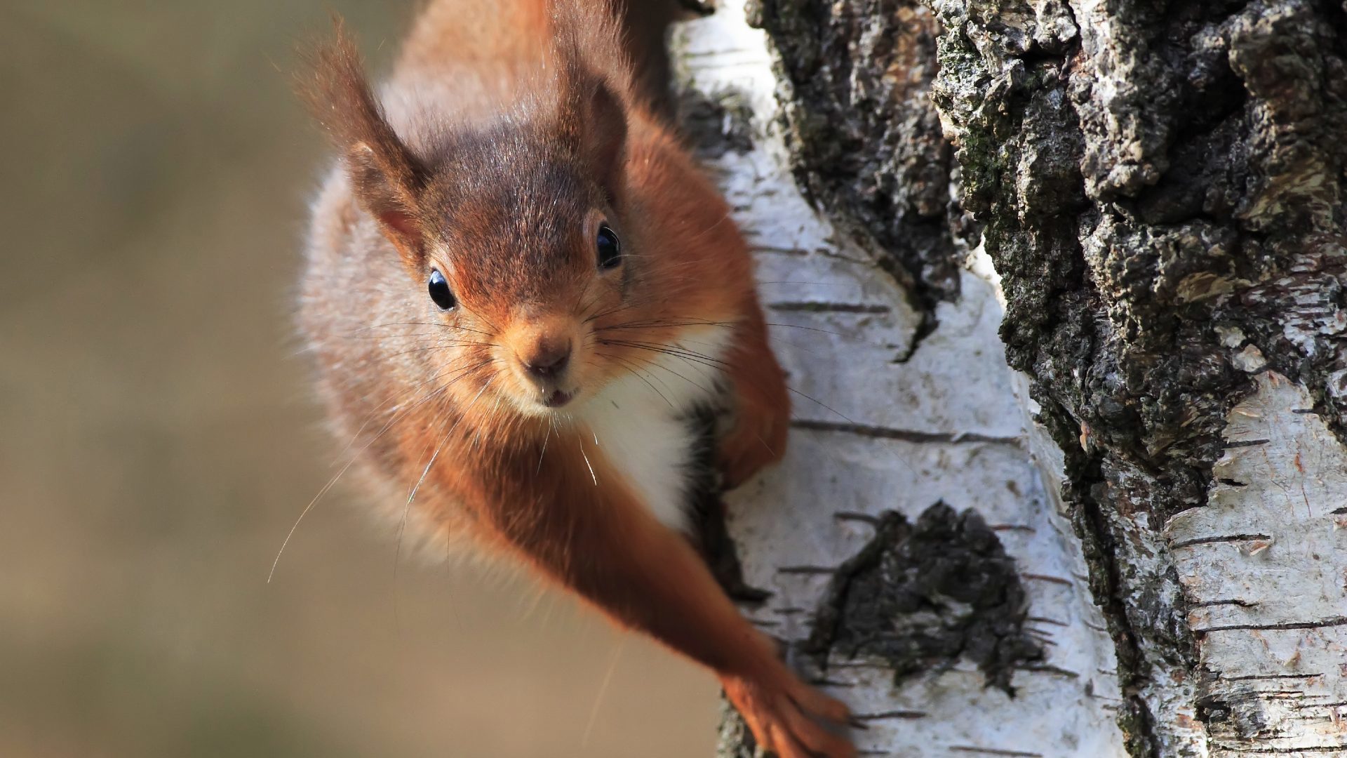 Protect Red Squirrels