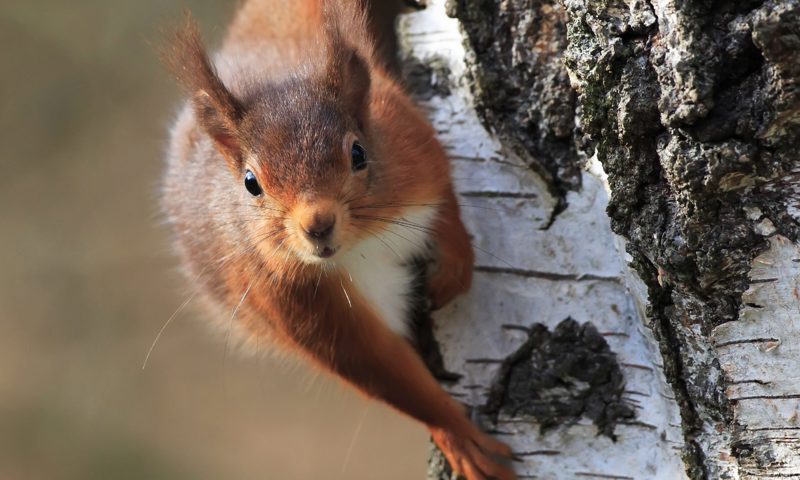Protect Red Squirrels