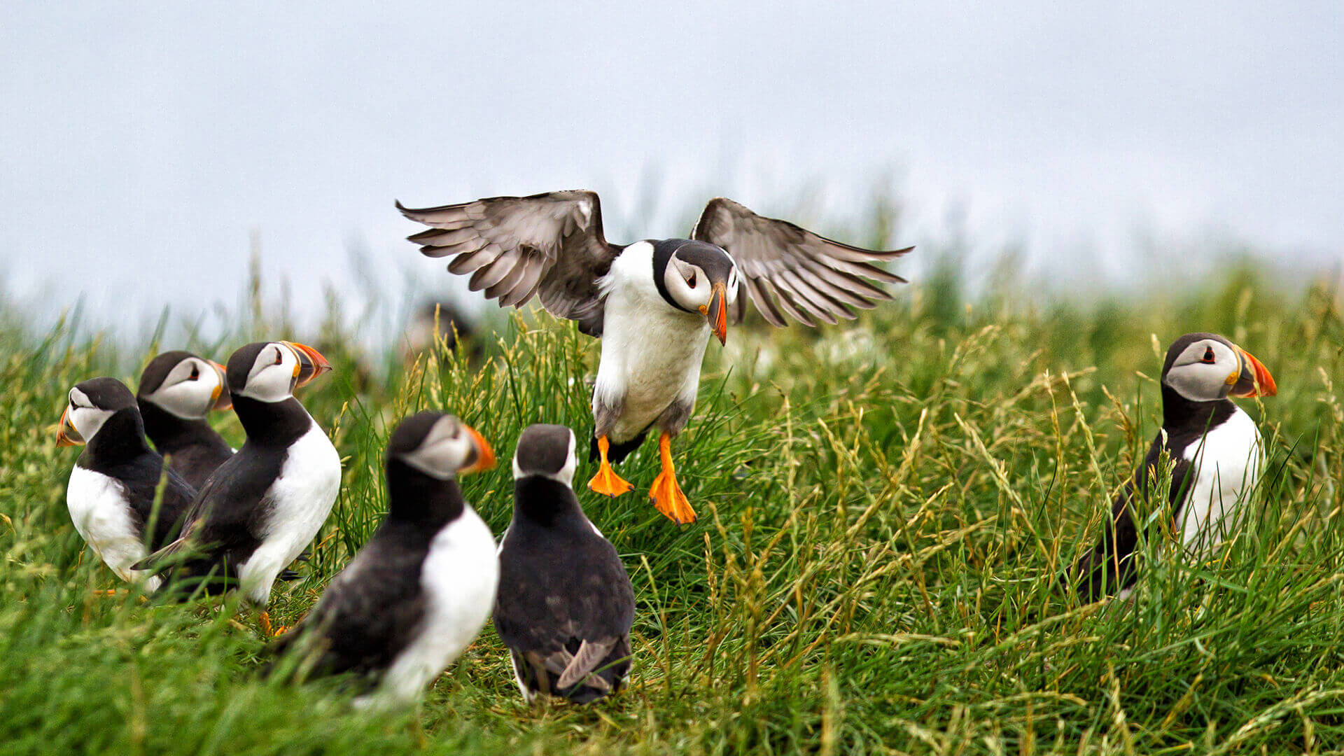 Landing access to Farnes to be restricted