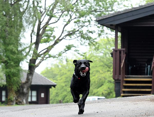 North East tourism businesses aim to get their paws on an award as applications open