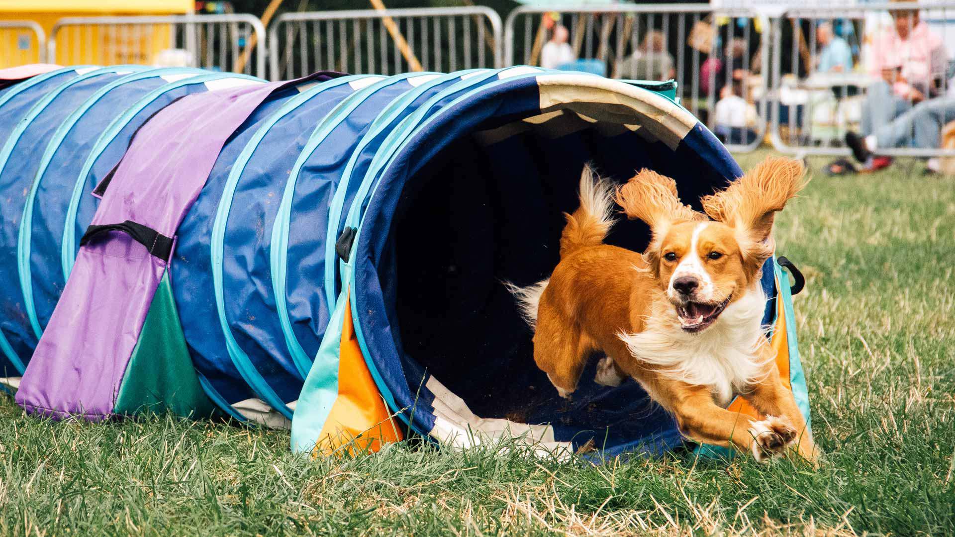 north-east-dog-fest