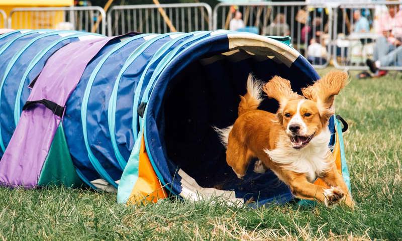 north-east-dog-fest