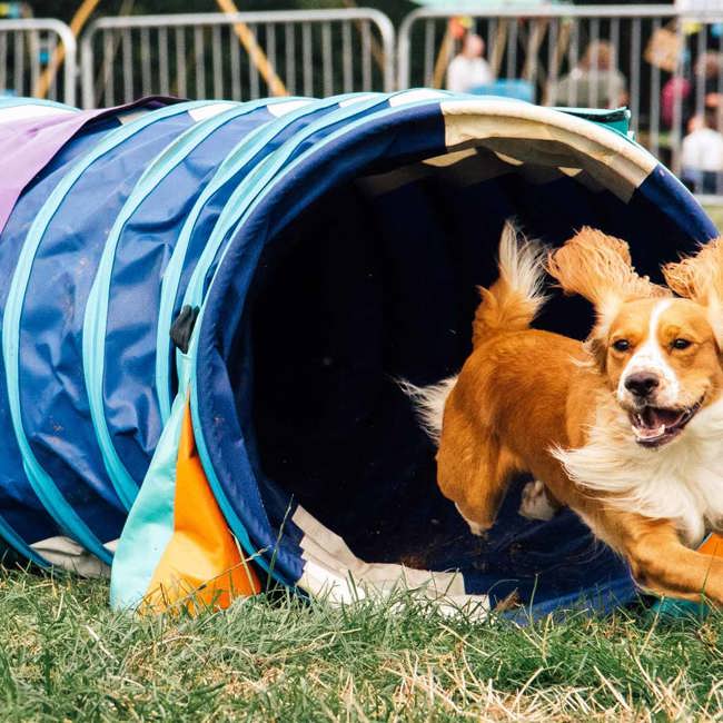 north-east-dog-fest
