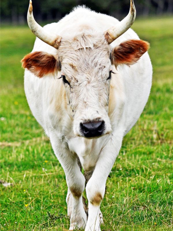 Go WILD at Chillingham! Get behind the scenes and take a look at a herd frozen in time