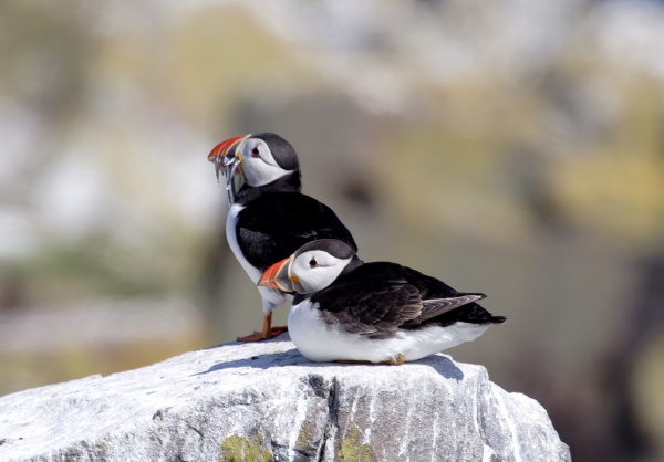 Puffin numbers rally after 2008 crash