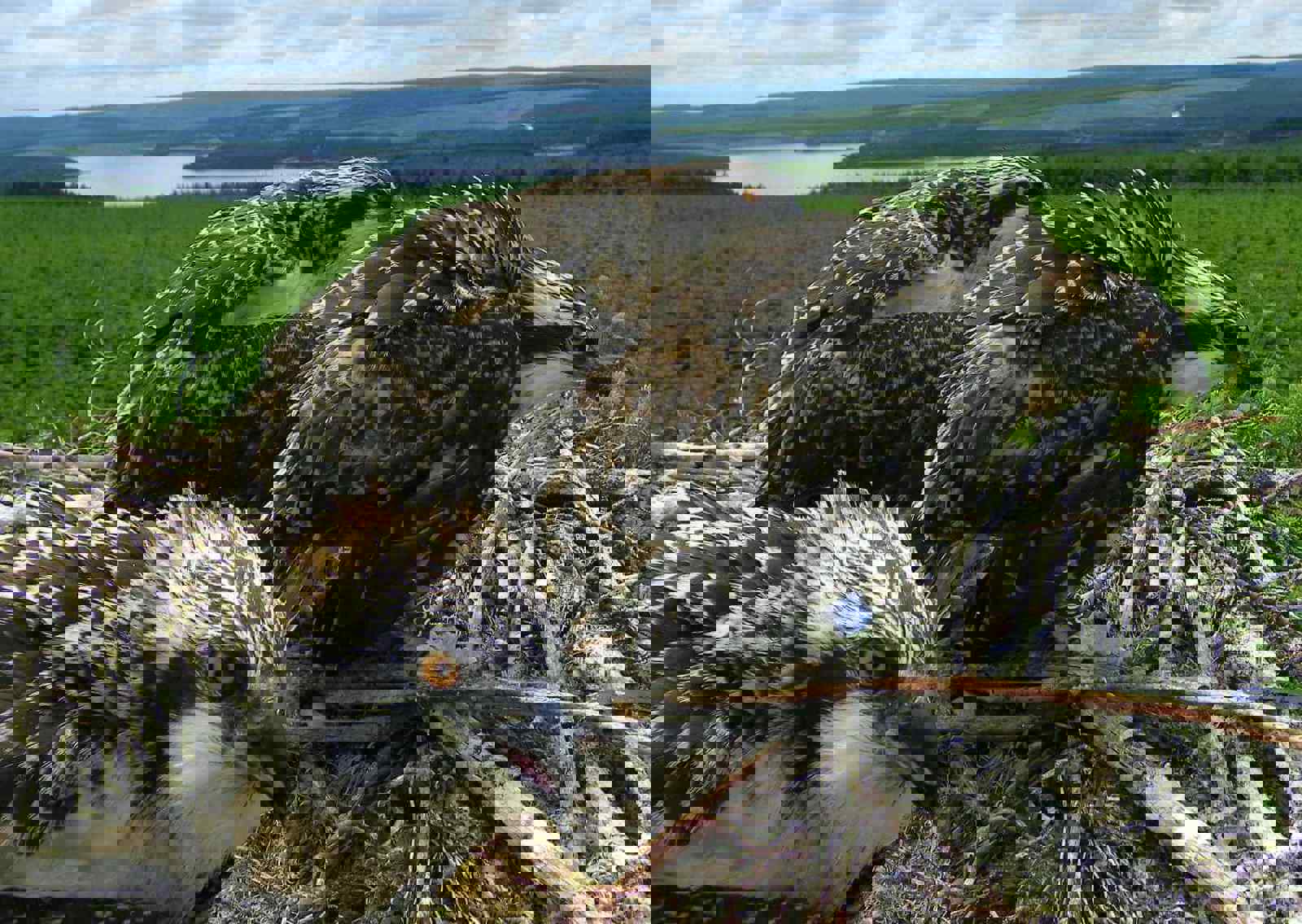 kielder-osprey