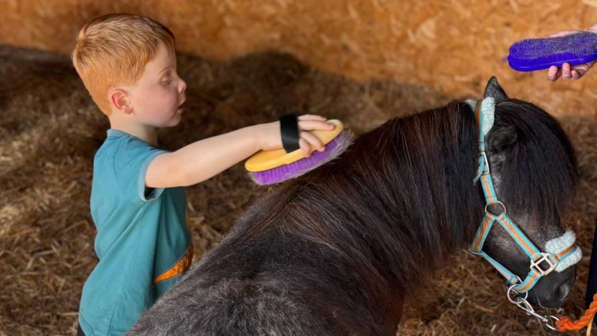 Lisleburn Shetland Ponies Event