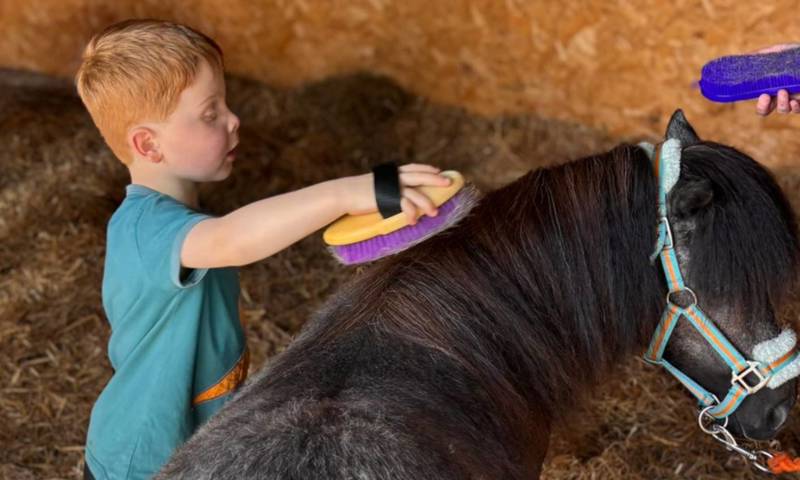 Lisleburn Shetland Ponies Event