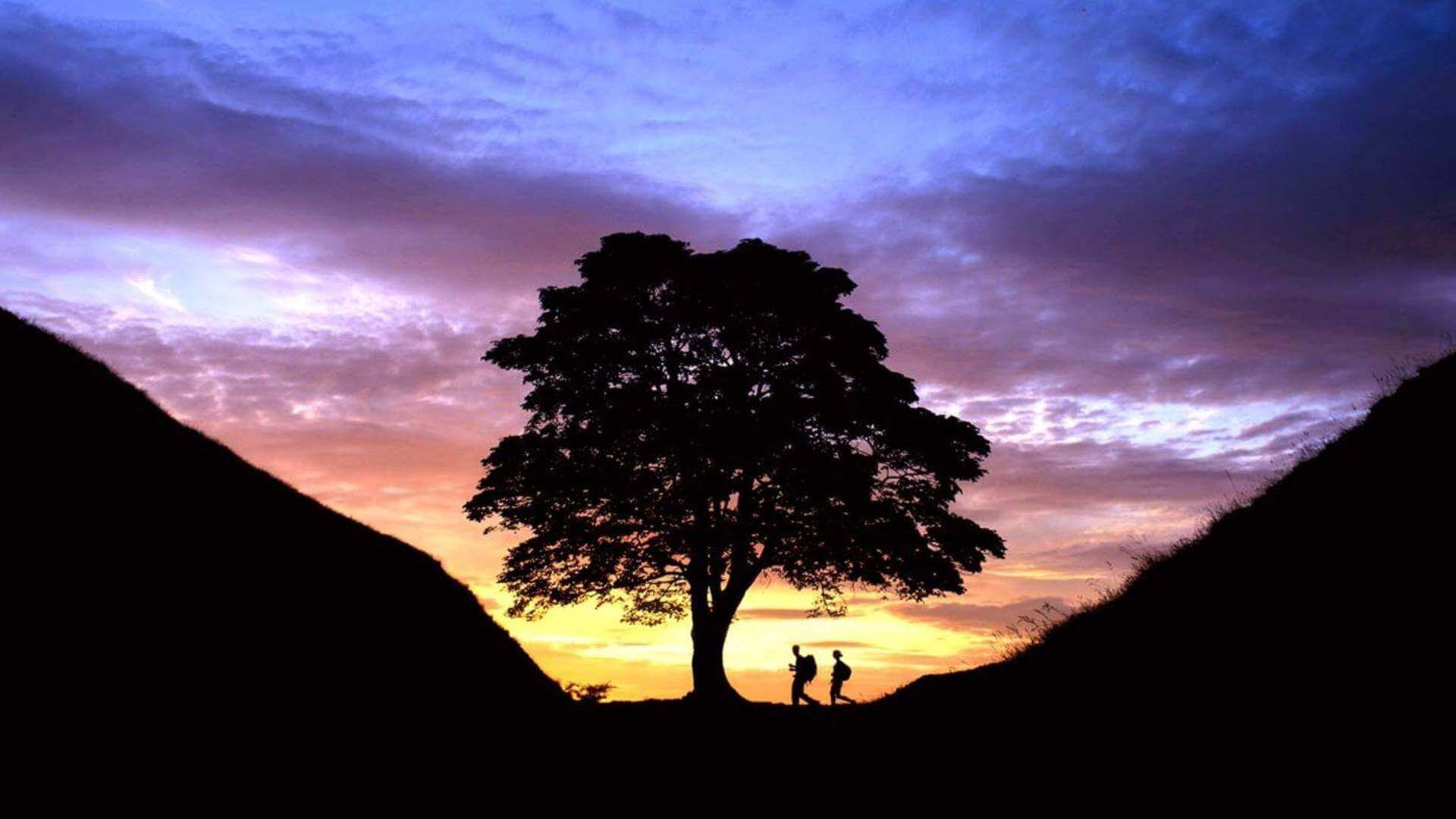 Iconic Sycamore Gap 'felled overnight'