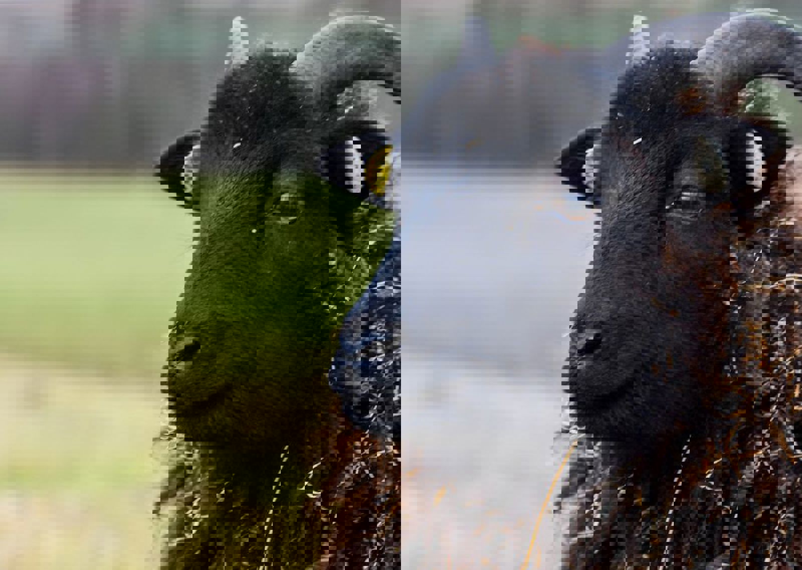 vn-large-Hebridean-Sheep.jpg