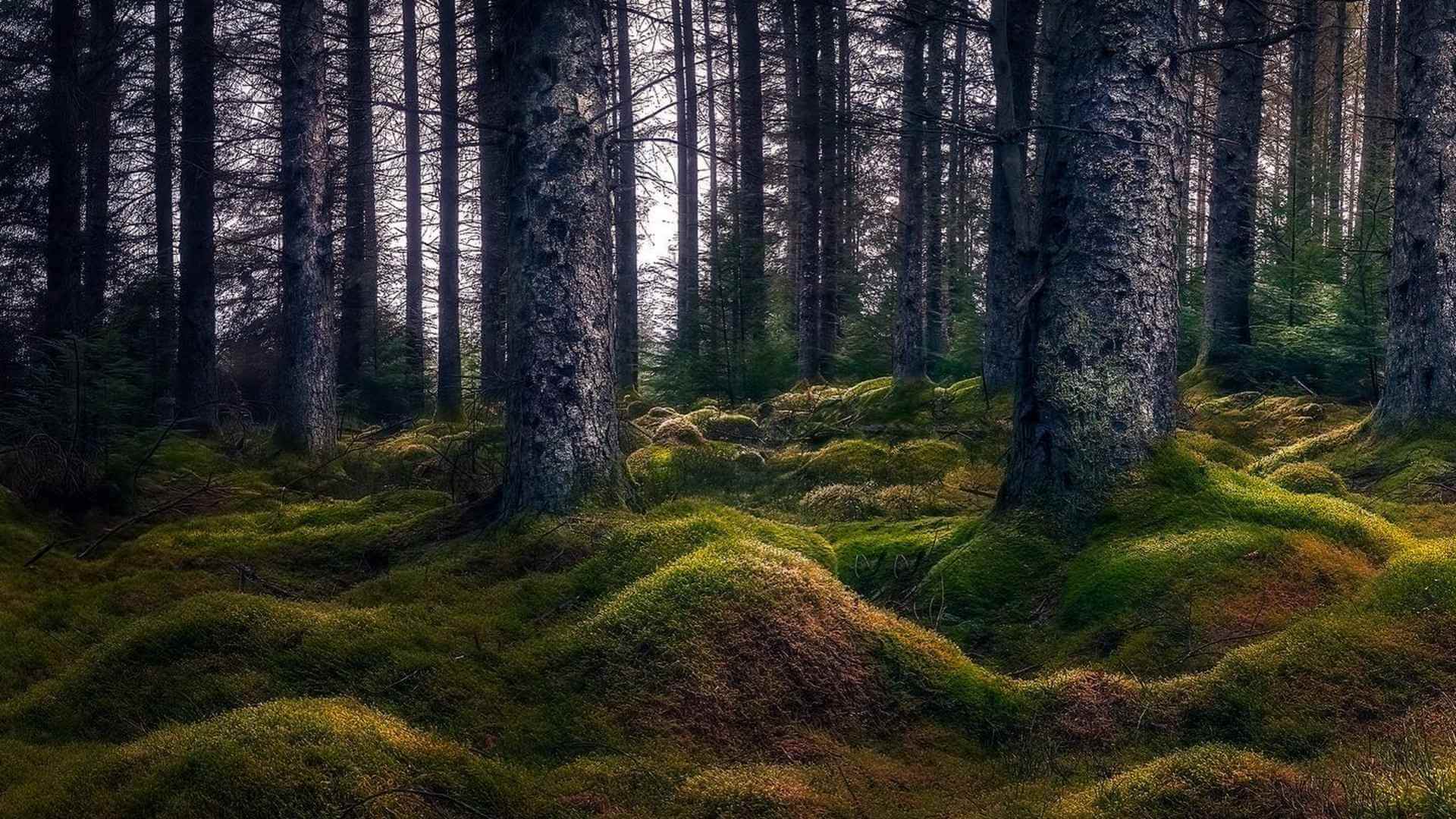 Kielder Forest Brian Eyler