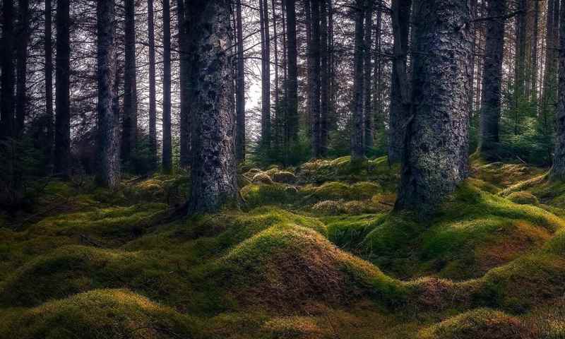 Kielder Forest Brian Eyler