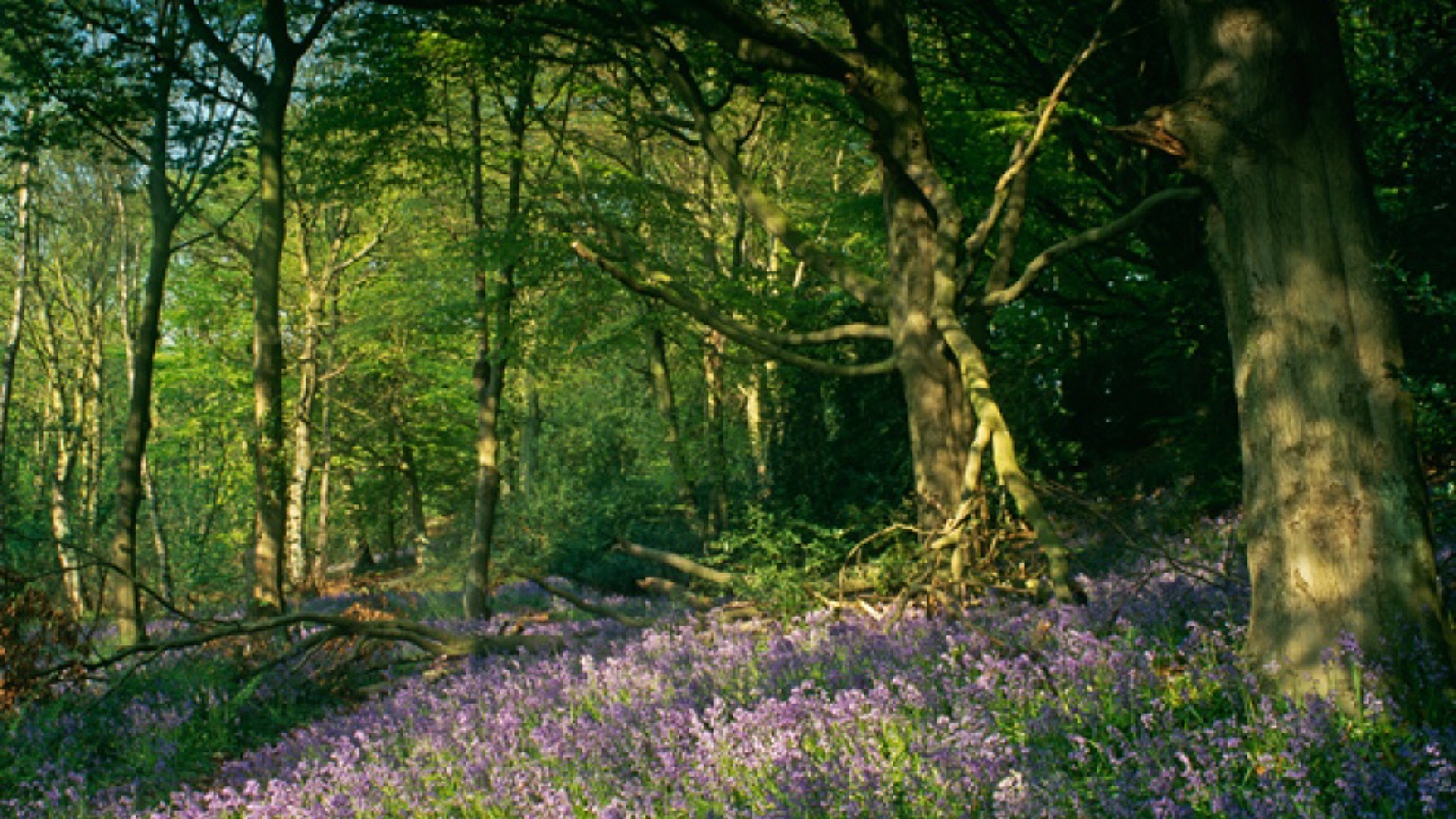 vn-large-Bluebell-Woods-in-Morpeth