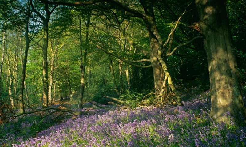 vn-large-Bluebell-Woods-in-Morpeth