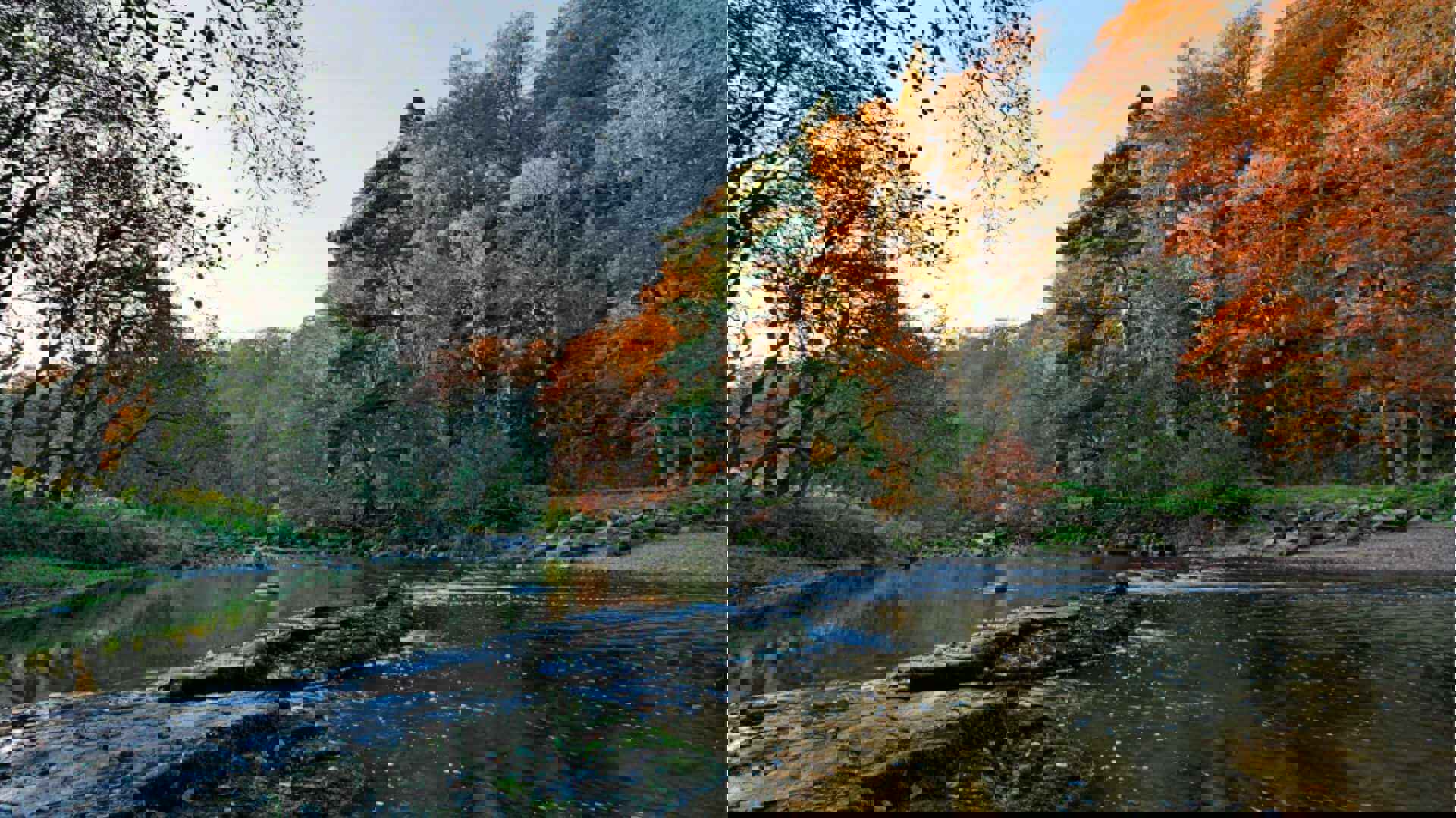 allen-bank-roger-clegg