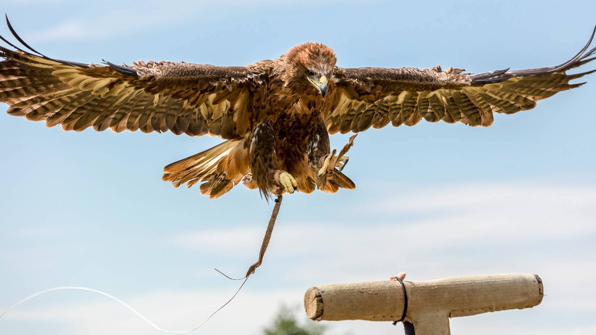 Warkworth Castle Falconry