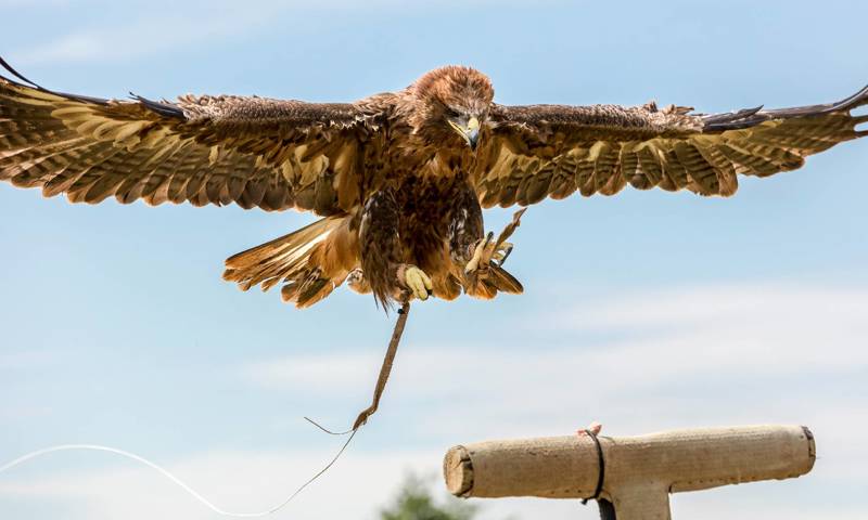 Warkworth Castle Falconry