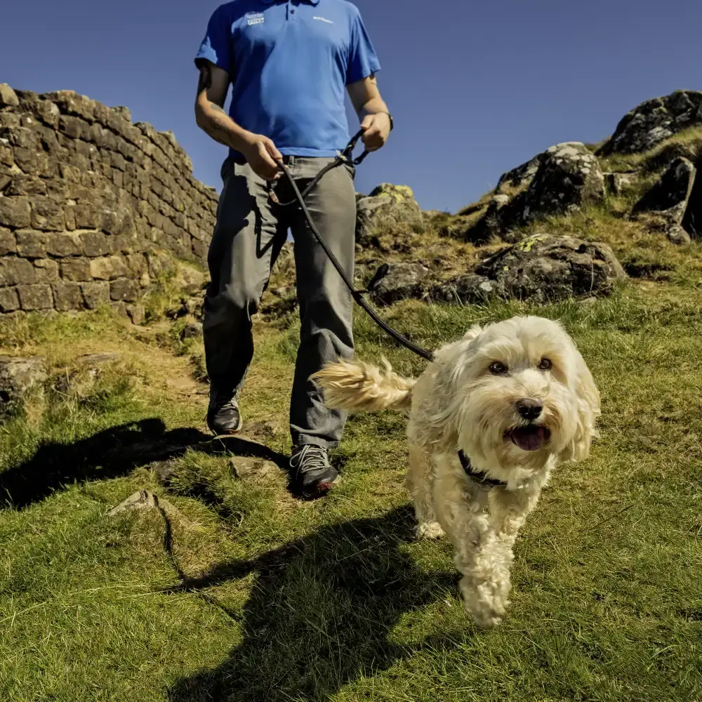Facebook Dog On Lead