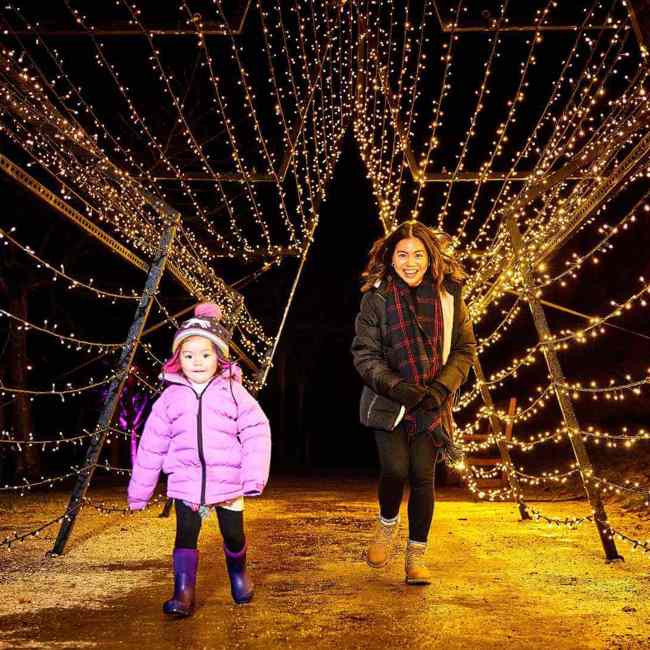 alnwick-garden-light-trail