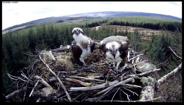 A record early return for the Kielder Ospreys