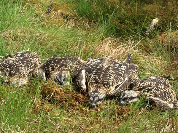 An awesome foursome for the Kielder Osprey Project