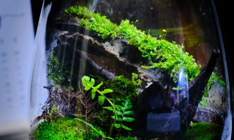 Terrific Terrarium Making