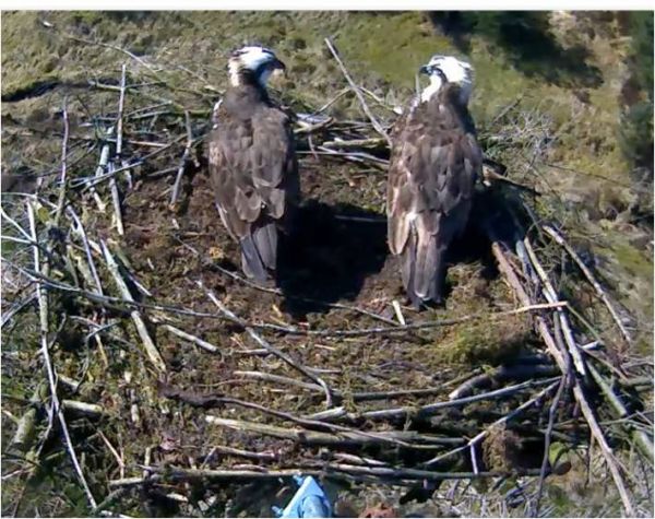 Kielder osprey gets a new bird