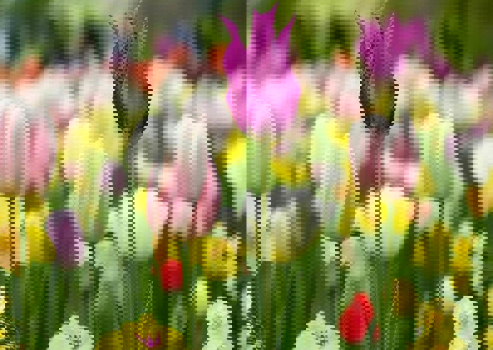 Wild-flowers