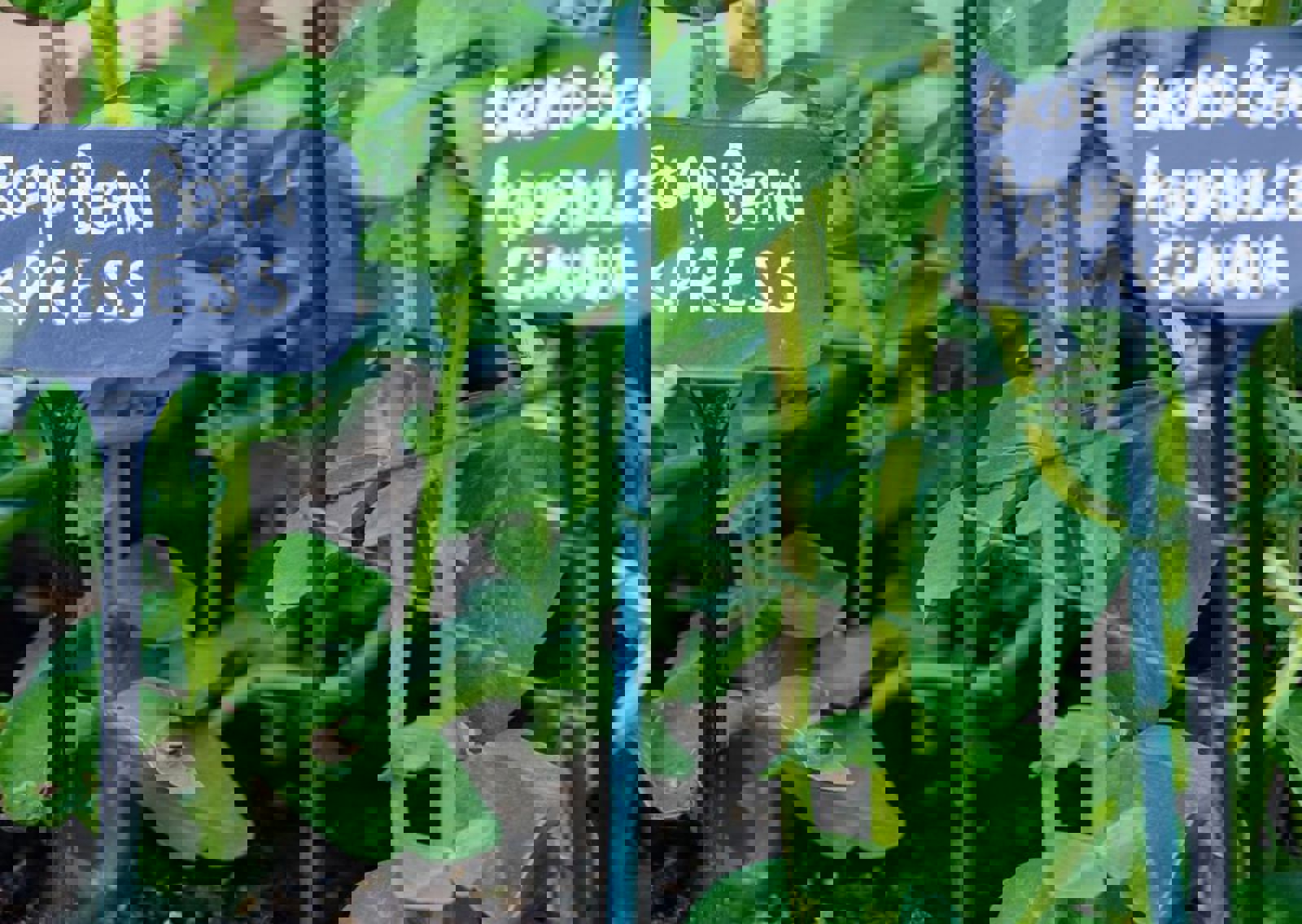 vn-large-Home-Grown.jpg