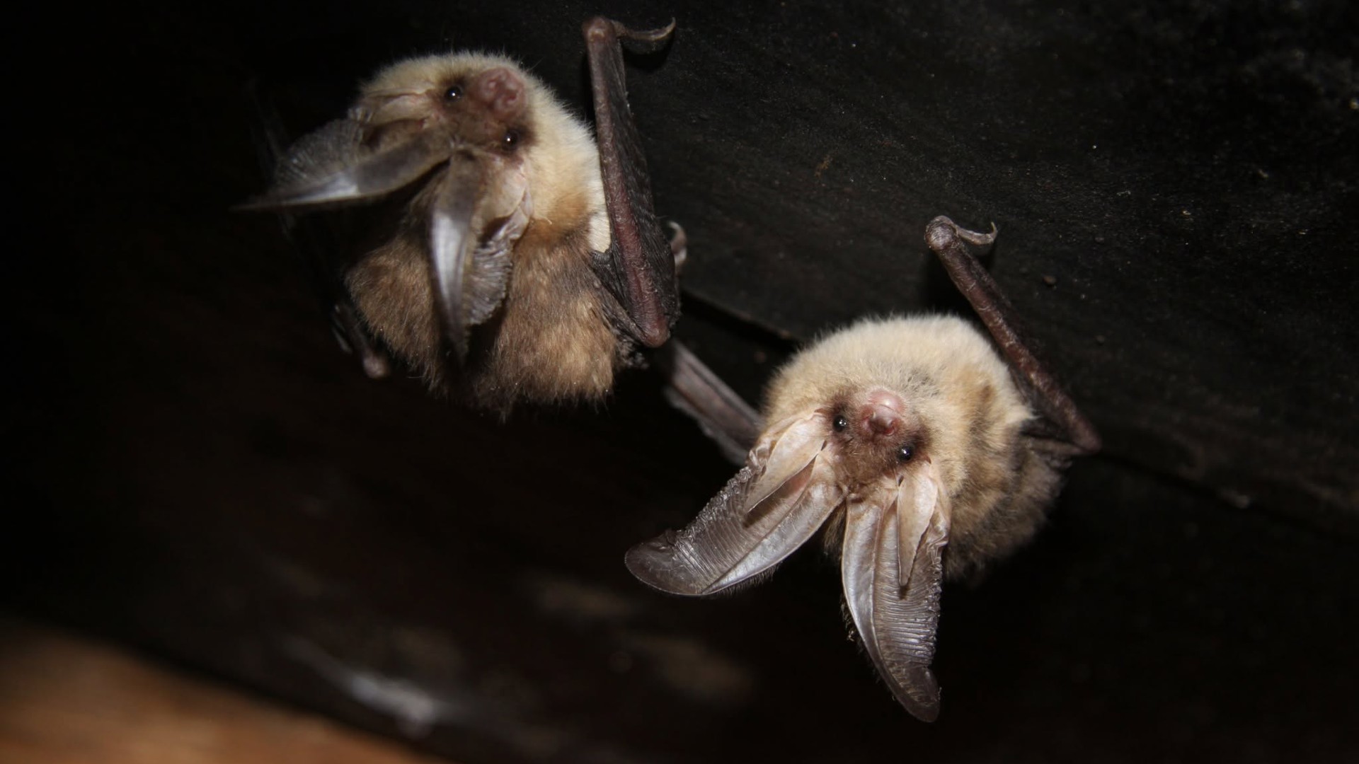 Creatures Of The Night