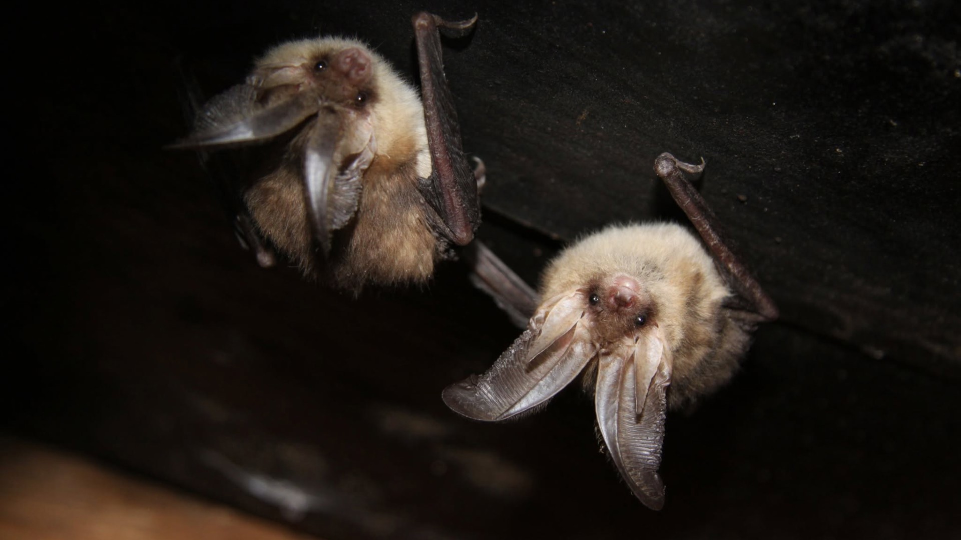 Creatures Of The Night