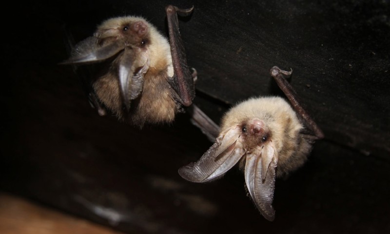 Creatures Of The Night