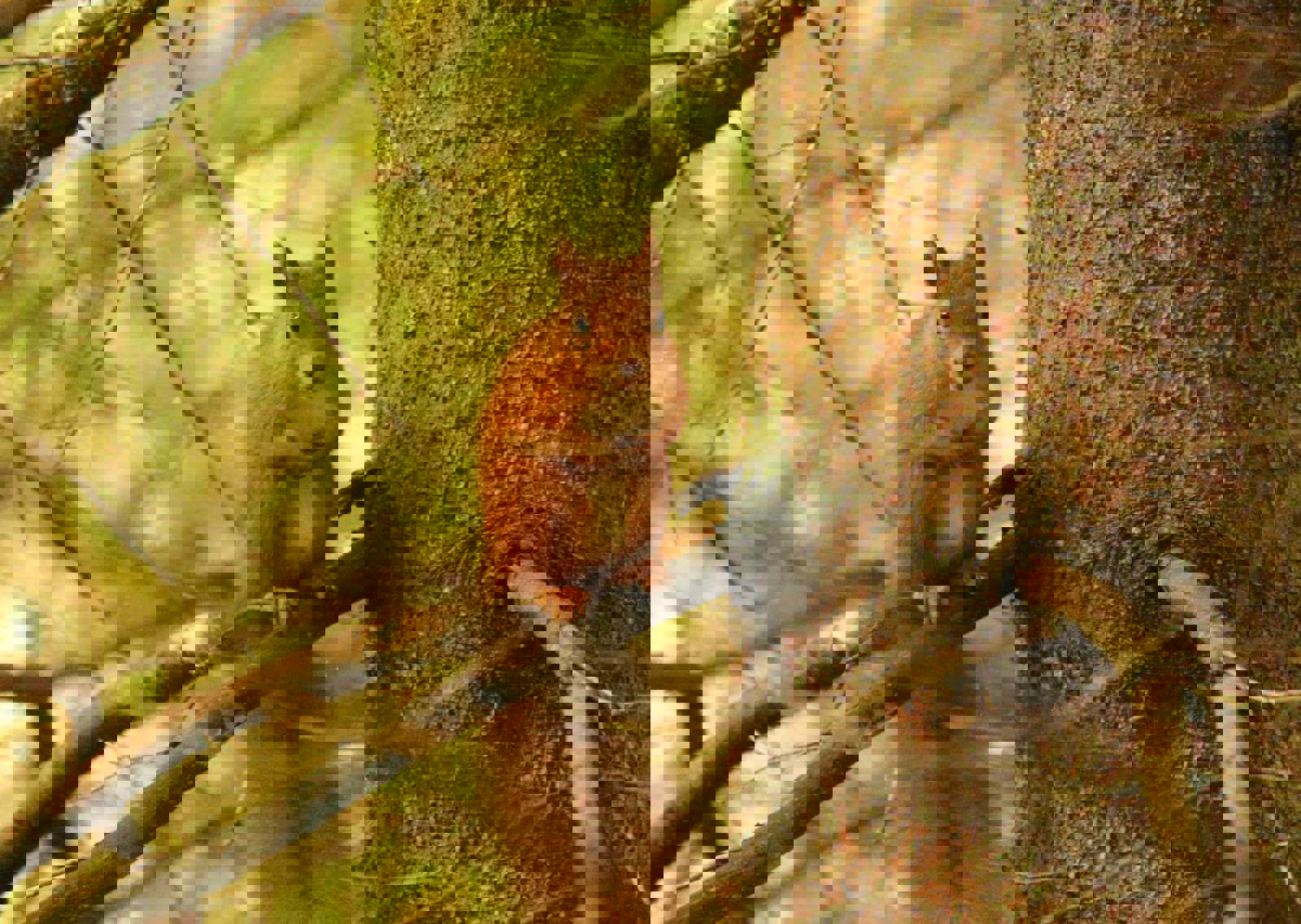 red-squirrel
