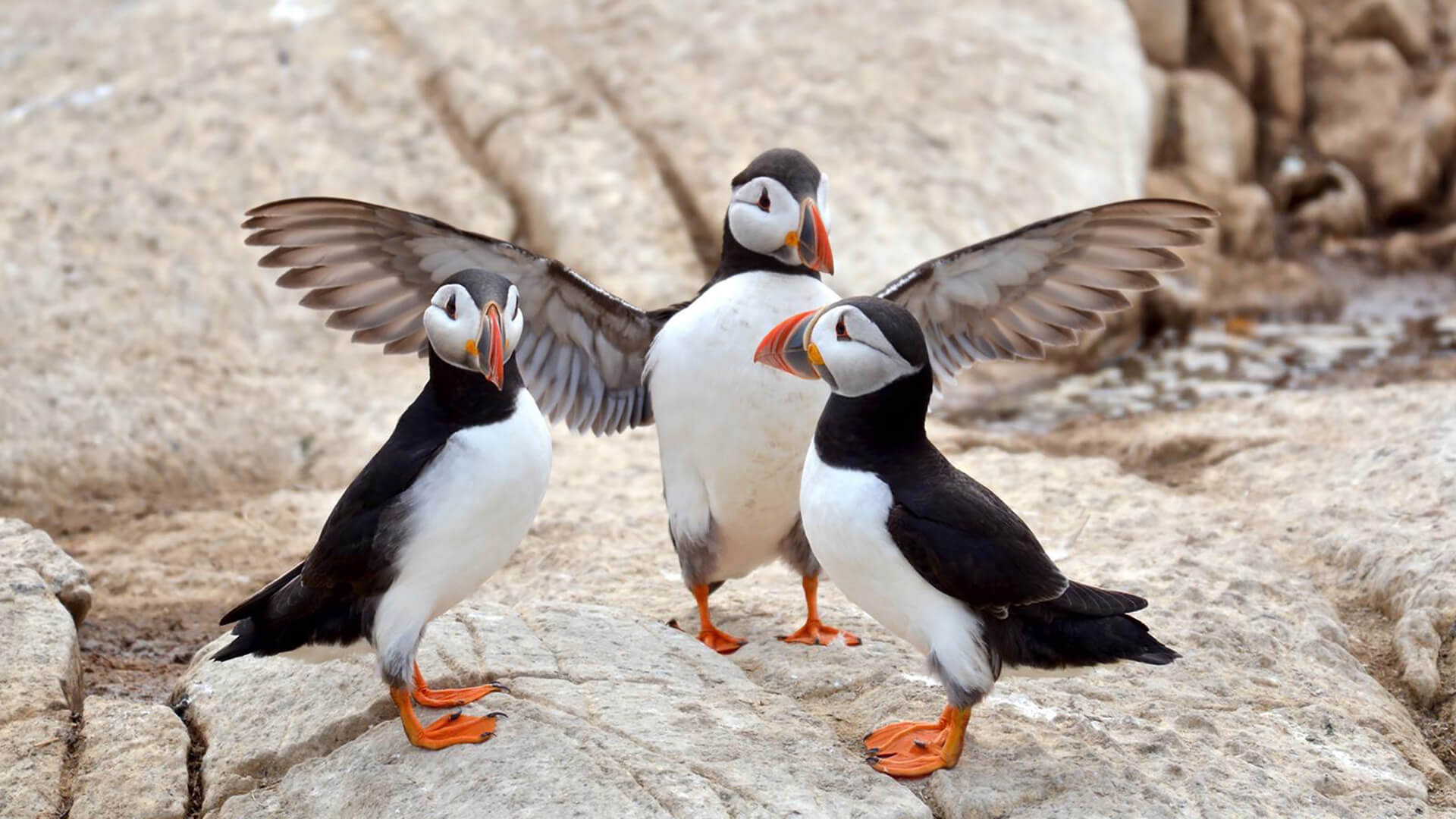 Special-Offer-Spring-HERO-Credit-Louise-Yendole