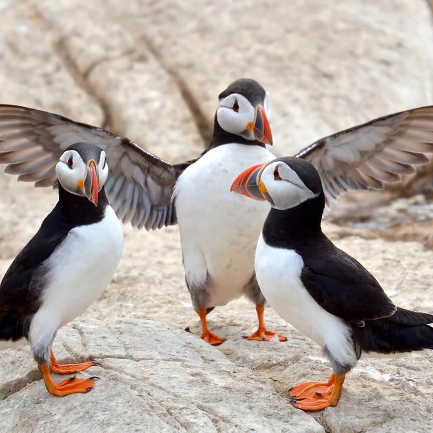 Special-Offer-Spring-HERO-Credit-Louise-Yendole