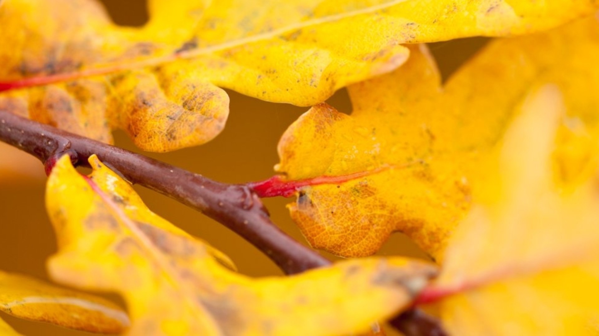 Autumn Leaves