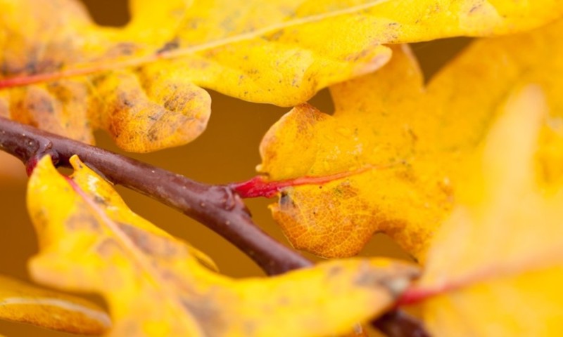 Autumn Leaves