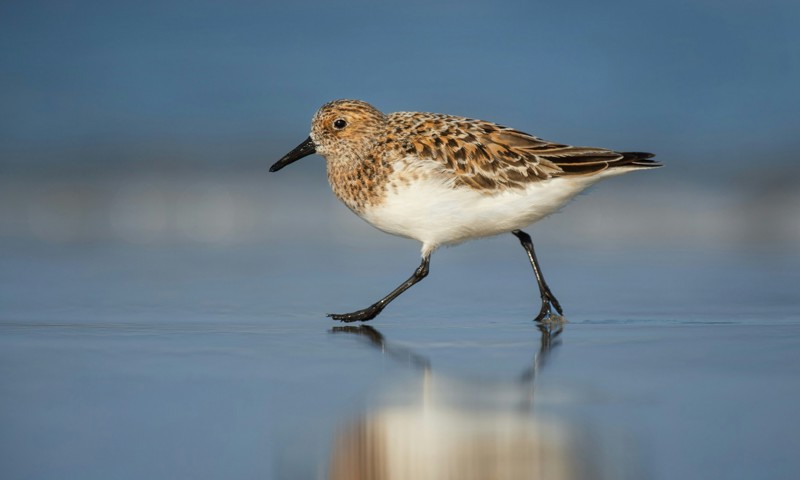 Waders Event