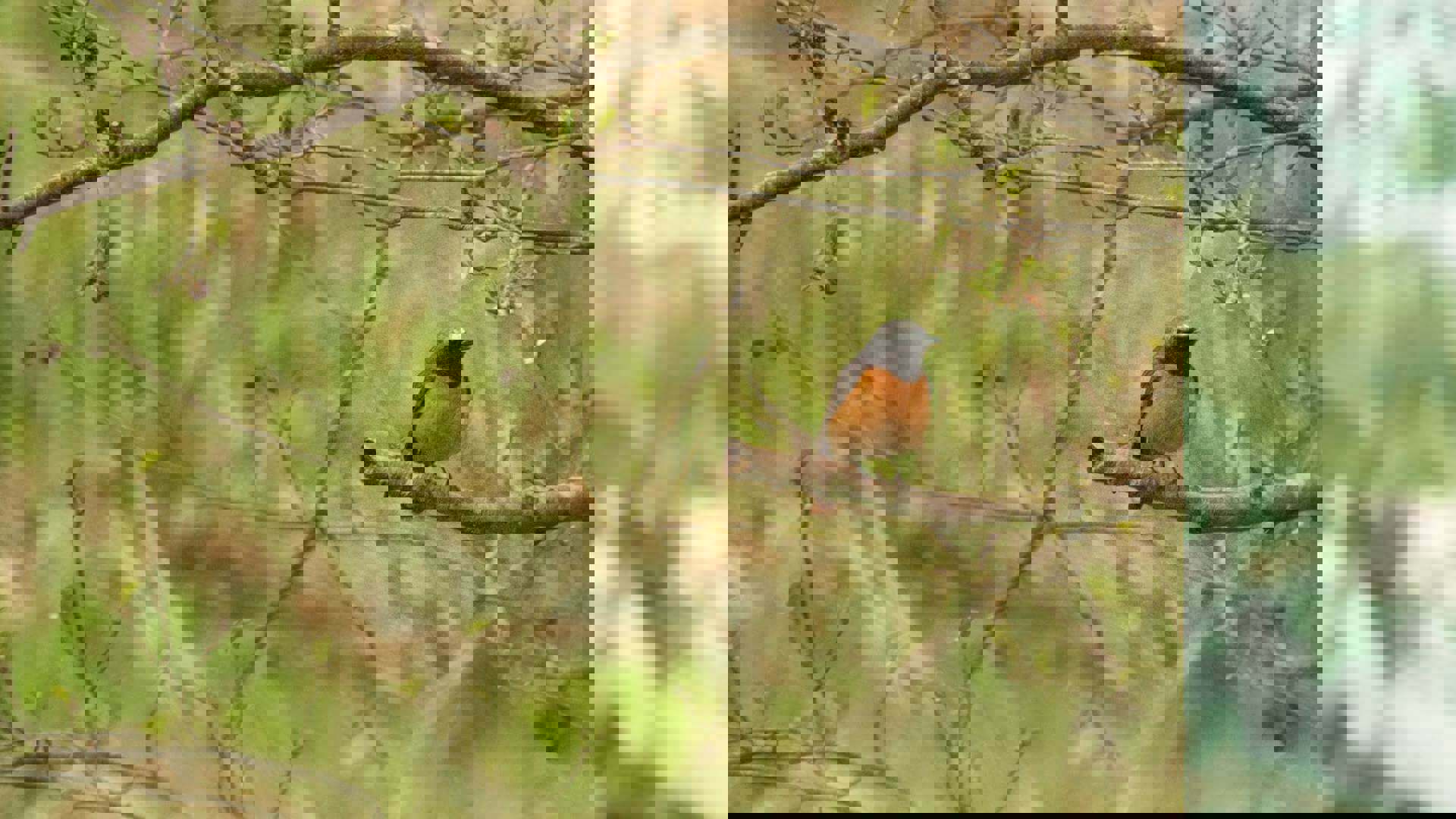 Hepple-Wilds-Spring-Bird-Watch-2_1