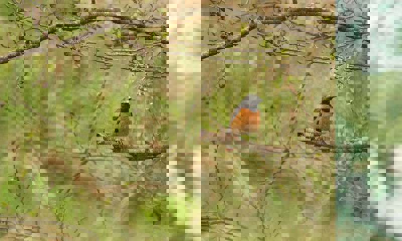 Hepple-Wilds-Spring-Bird-Watch-2_1